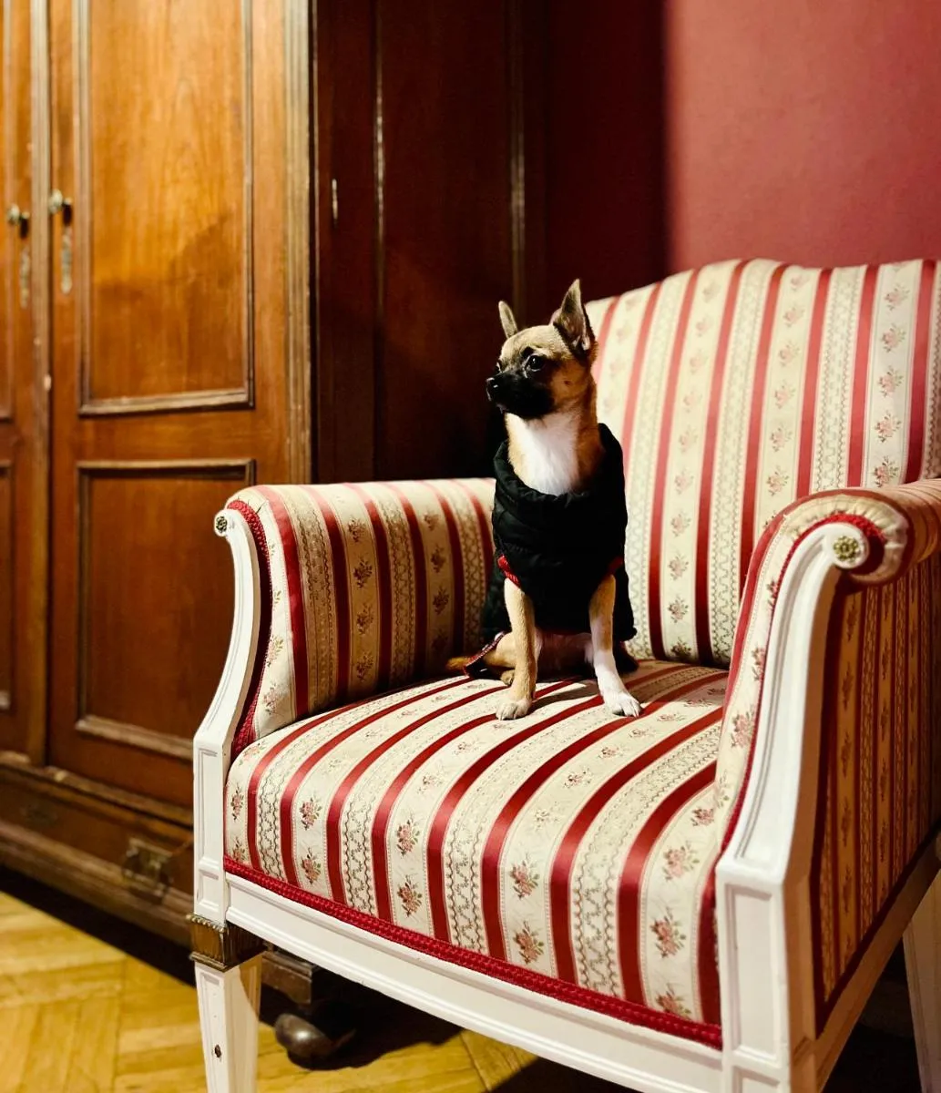 Image 4 of Small Luxury Palace Residence